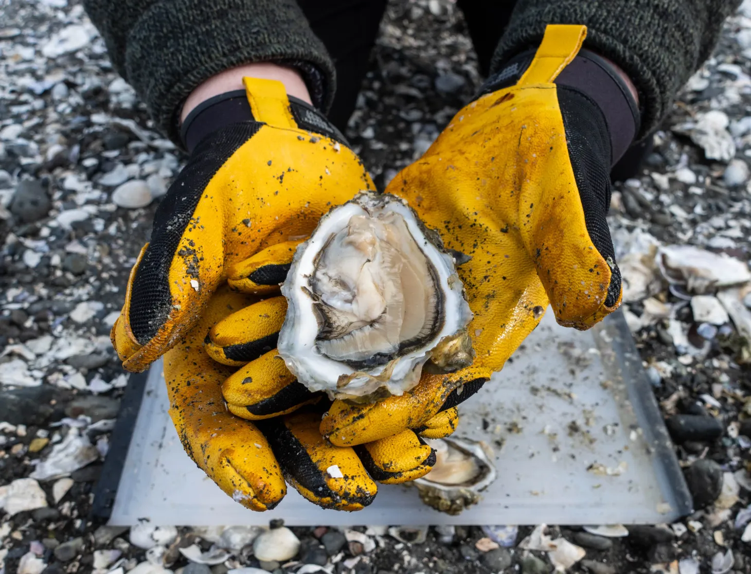 Oyster harvesting in Washington State