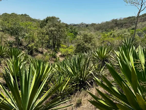 Fields of agaves used to make raicilla in cabo corrientes