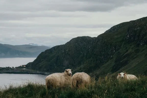 merino wool; Unbound Merino; Merino sheep